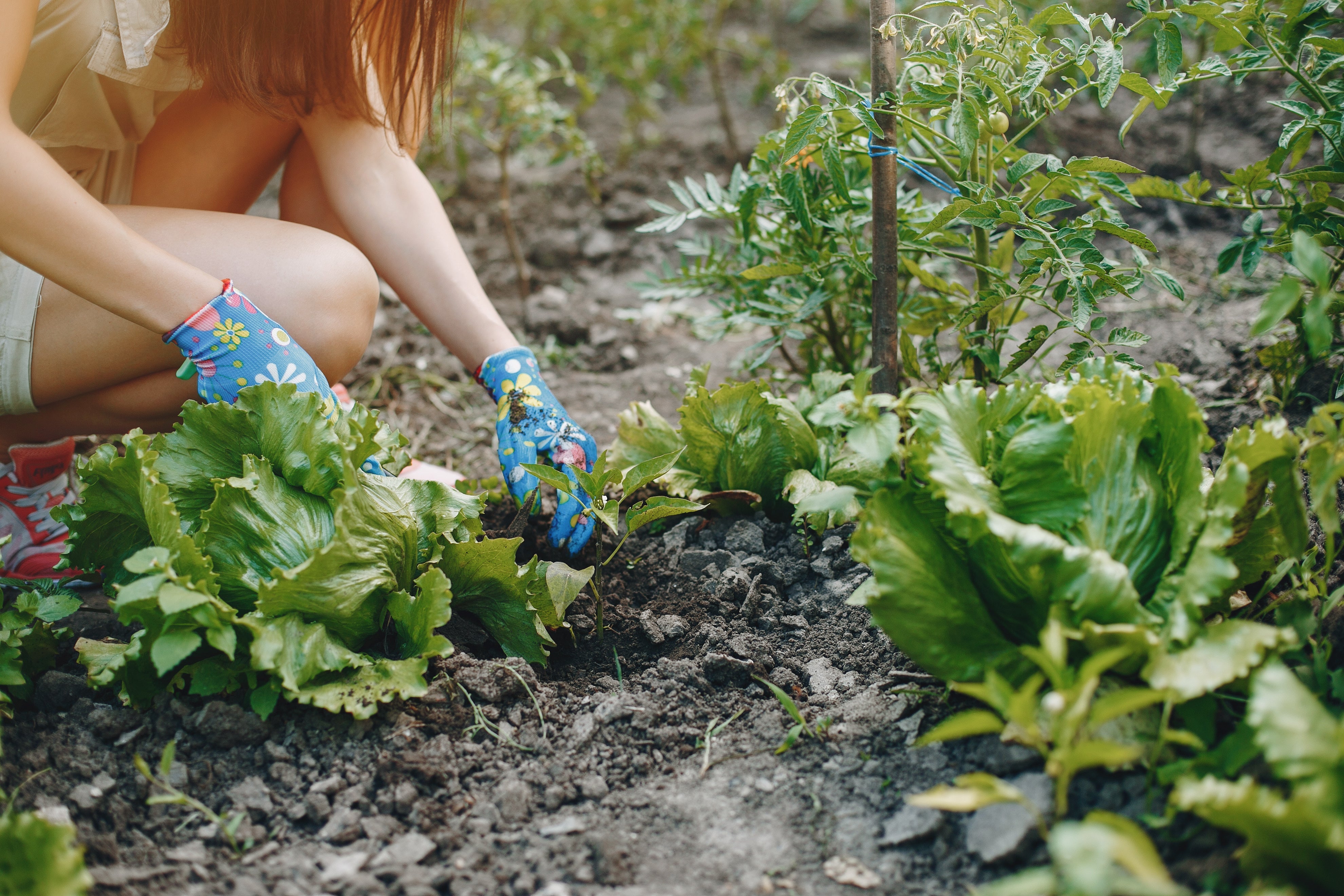 Moestuin in de herfst: zo oogst, zaai en geniet je in september en oktober