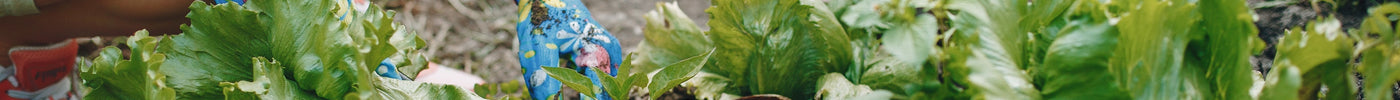 Moestuin in de herfst: zo oogst, zaai en geniet je in september en oktober