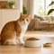 Kattenvoer & kattensnacks