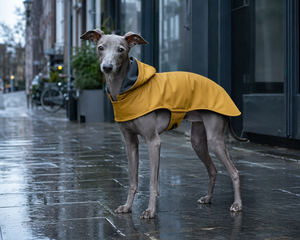 Collection image for: Hondenkleding