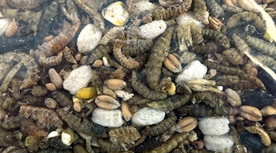 Utopia Strooivoer Met Insecten 1,8 Kg