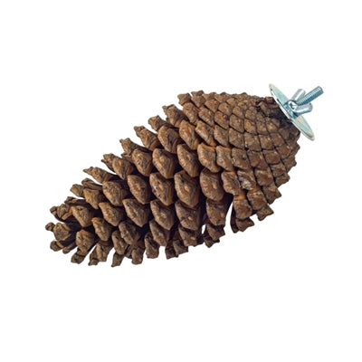 Back Zoo Nature Foraging Pine Cone 15-20 Cm