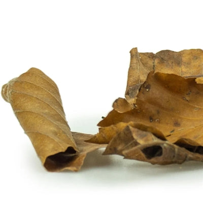 Back Zoo Nature Discovery Leaves Ca. 50 Gr