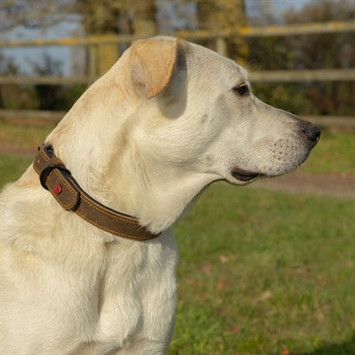 Zolux Expert Halsband Hond Premium Leer / Neopreen Bruin 30X1,4 Cm