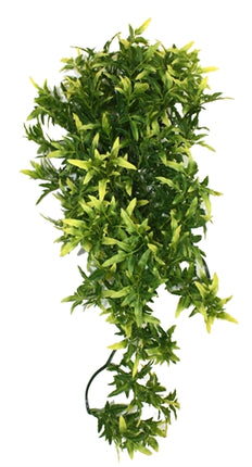 Komodo Croton Plant 40 Cm
