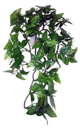 Komodo Philodendron Plant 30 Cm