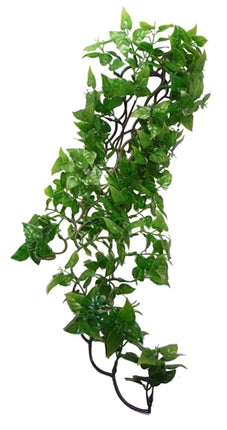 Komodo Philodendron Plant 30 Cm