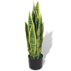 Sansevieria/65 cm