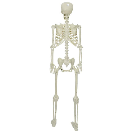 Halloween Skelet Wit 155 X 38,5 Cm Polypropyleen